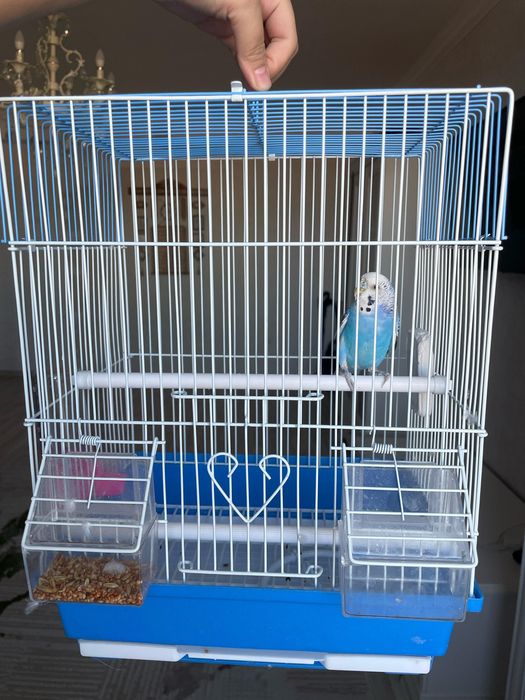 Продам попугая 4-х месячный