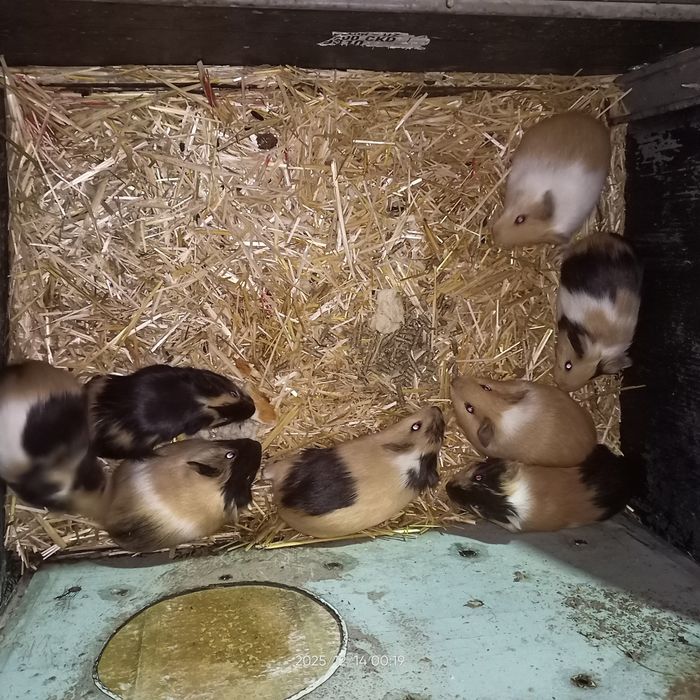 Марская свинкалар сотилади