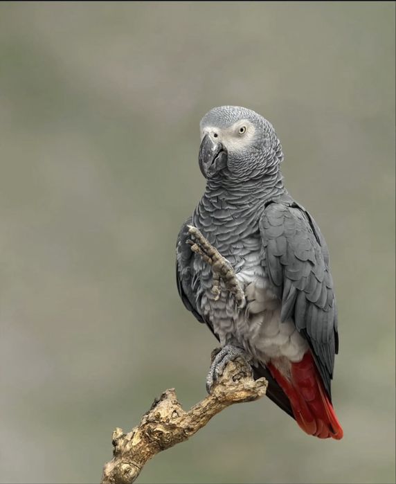 Жако 5 ёш 200+ гапи бор