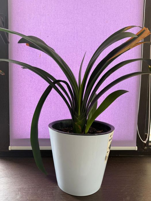 домашние цветы .