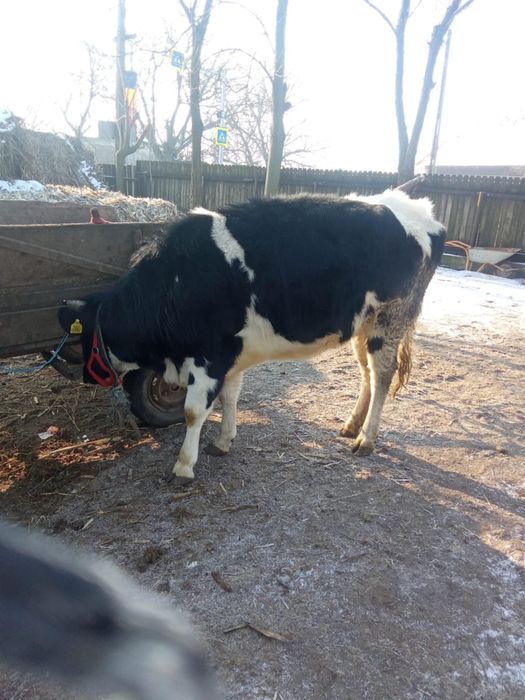Vand vitica 2 ani gestatanta in doua luni