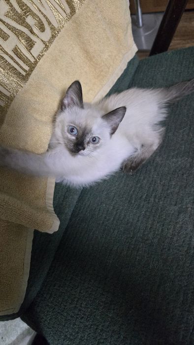 Котенок в добрые руки