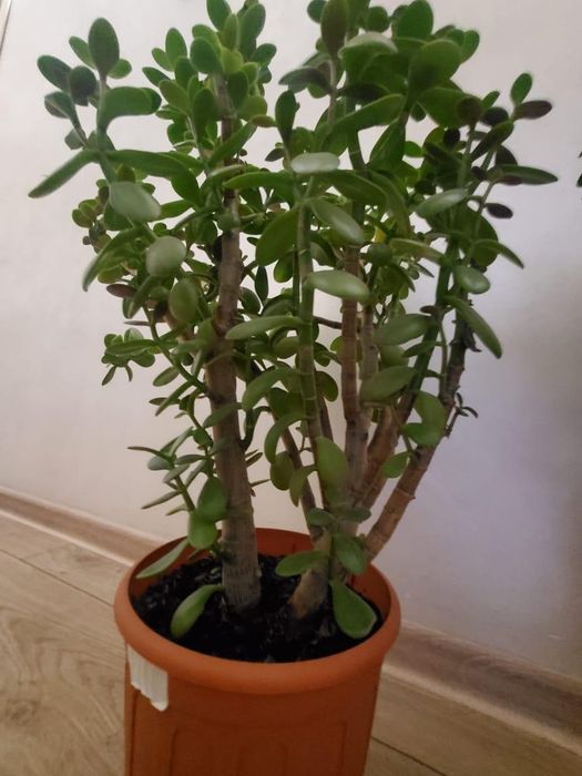 Денежное дерево  Толстянка