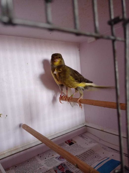 Йоркширская канарейка