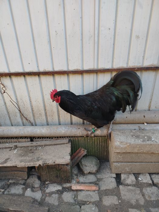 Ofertă!!!   Cocoși australorp