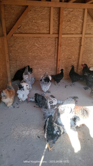 Cocosi brahma tineret