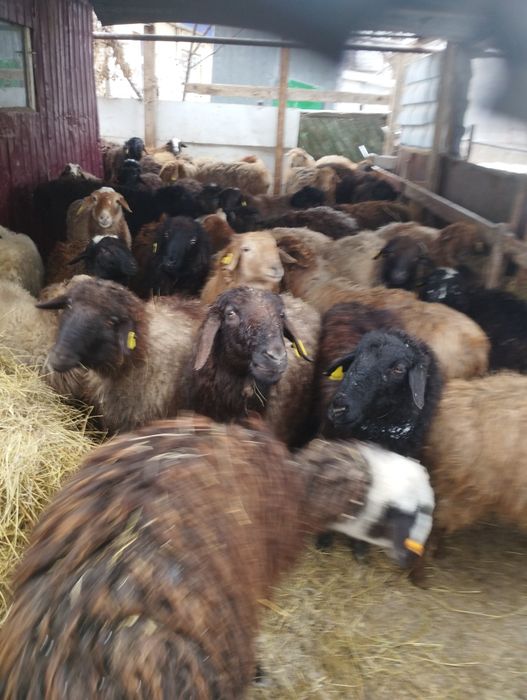 Койлар,токтылар сатылады