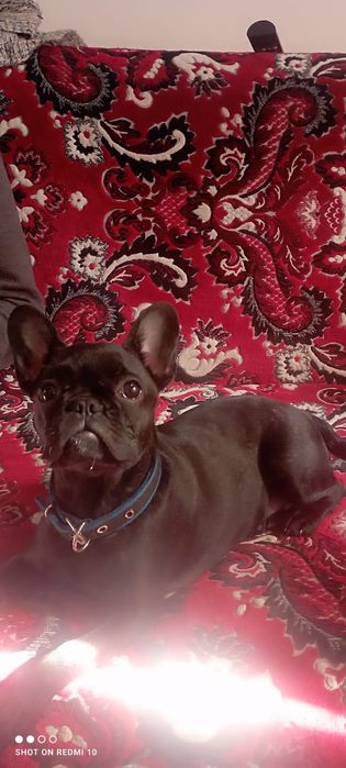 Продам французского бульдога