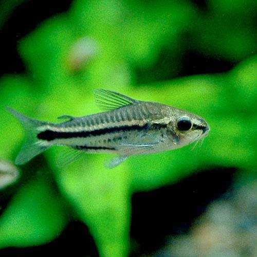 Веселый сомик, коридорас пигмей