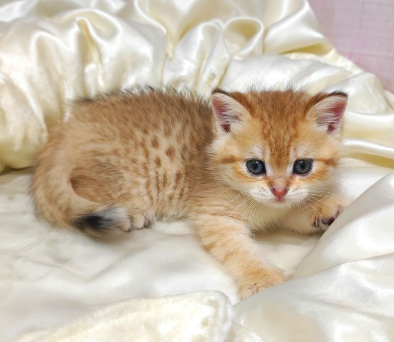 Котики  британские