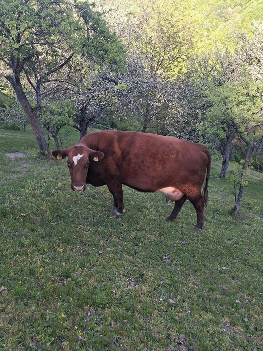 Vacă cu vitel de vanzare