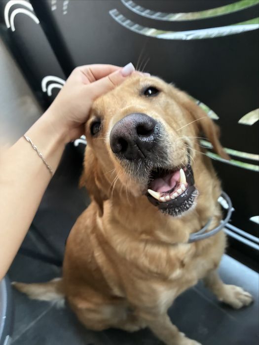 Pet sitting/ Dog boarding