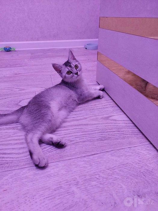 Котёнок мушукча Mushukcha
