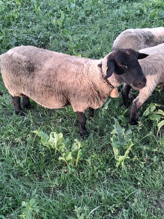 Oaie suffolk + un berbecut si o mieluta de 5 luni de vanzare