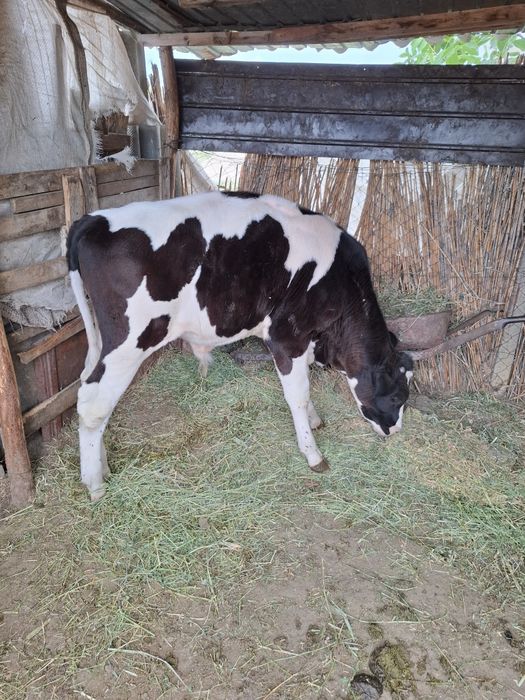 Vând vițel cu vârsta de 3 luni.