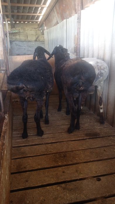 Семіз қойлар 6 ай жемдетұрған