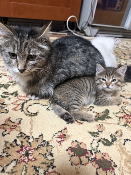 Котята добрые красивые ловят мышей