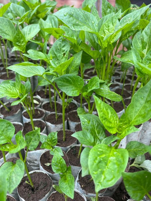 Продажи Рассада разная