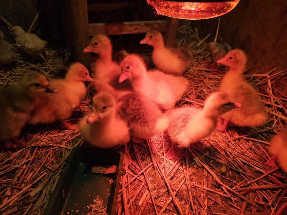 Boboci de Gâscă Românească