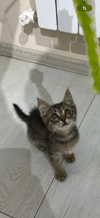 Котёнок Мурчик ищет семью!