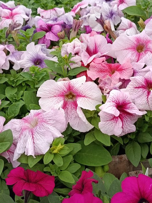 Петуния домашняя