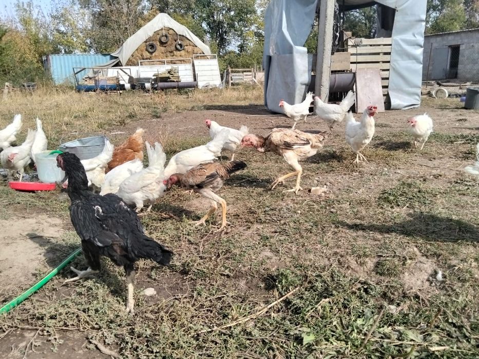 Продам Курь молодые, белые