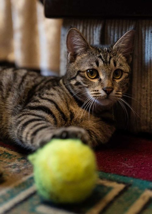 Котёнок девочка 7 месяцев