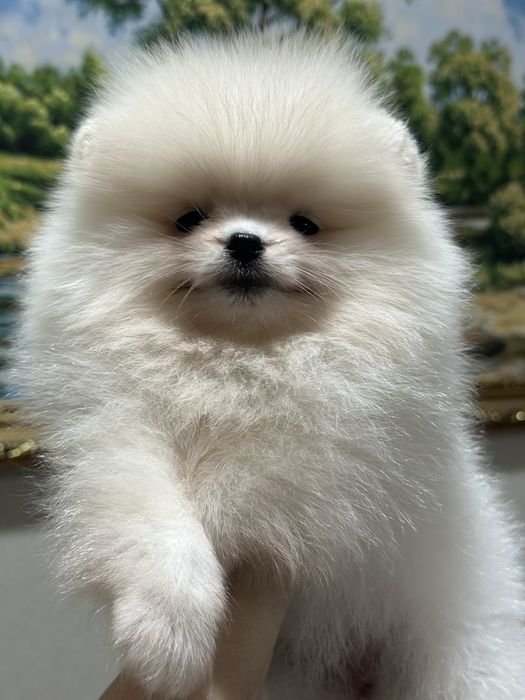 Кукольная девочка шпиц