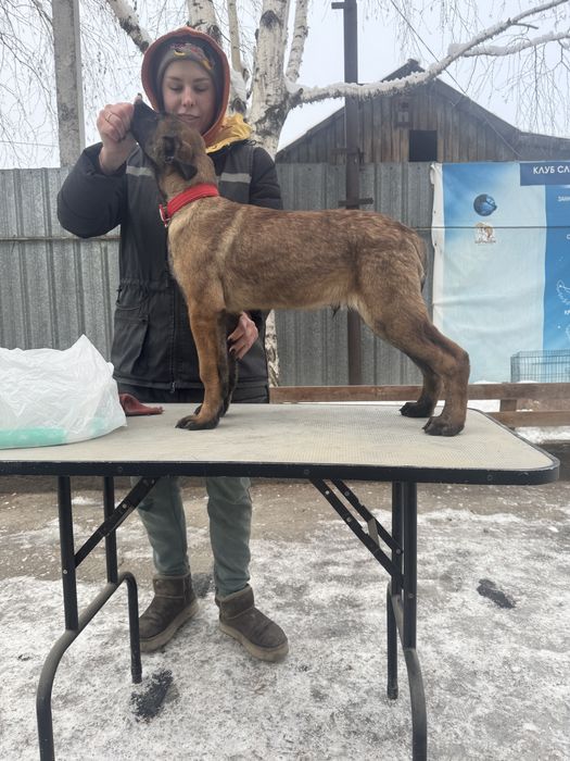 Малинуа , бельгийская овчарка