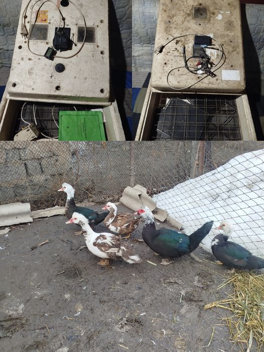 Продам или обменяю