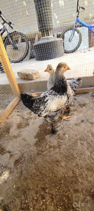 2 oylik brama jo'jalar 75.000som