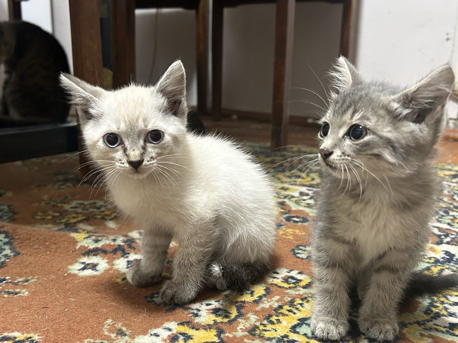 Отдам котят в добрые руки
