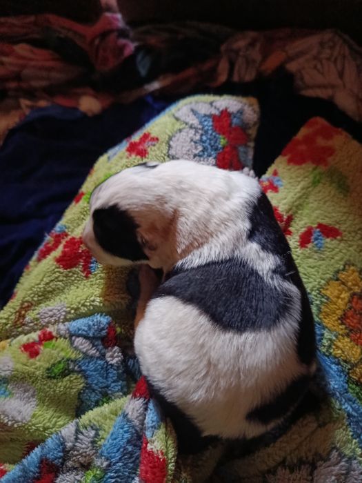 Бронь. Собака САО Алабай