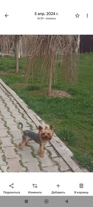 Груминг собак и кошек