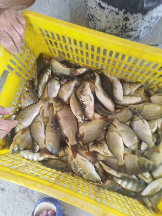 Продаем рыба Сеголетка малёк сазан талсталоб амур