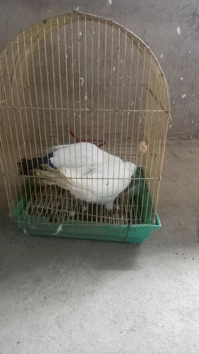 Ақ көгершіндер..