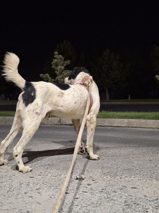 Алабаи 1 Жасар Келістірып Беріп жберемін