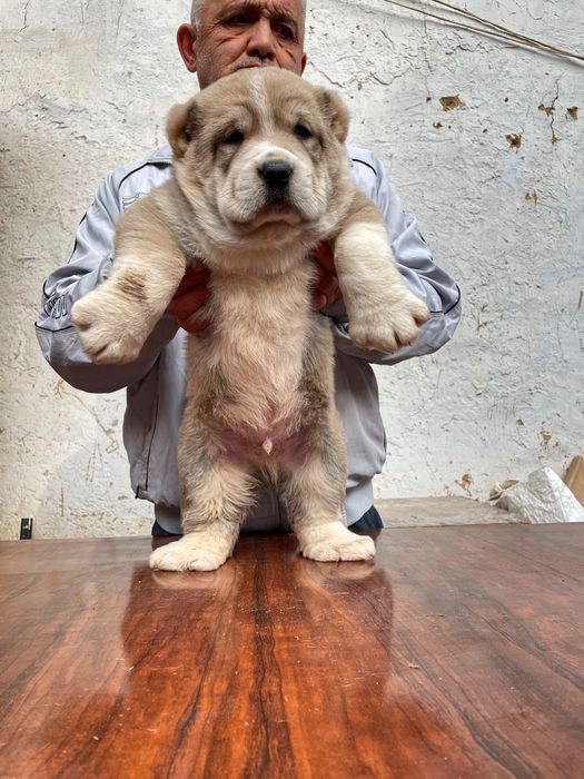 Щенок Алабая ( Гигант ) чистокровный