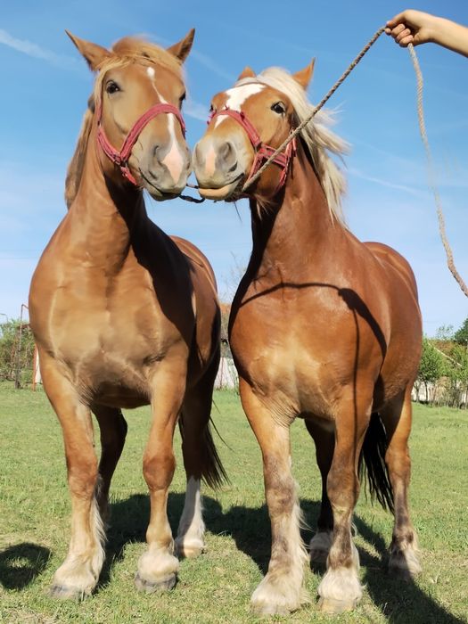 Vand doua manze de un si 8 luni