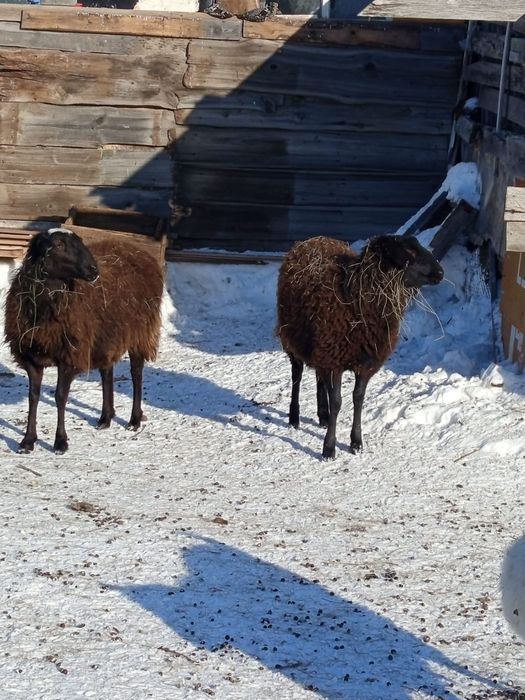 Продам баранов..