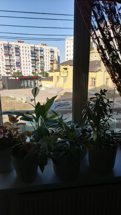 Взрослые комнатные цветы.