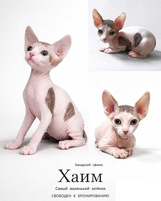 Продаются котята Канадского сфинкса