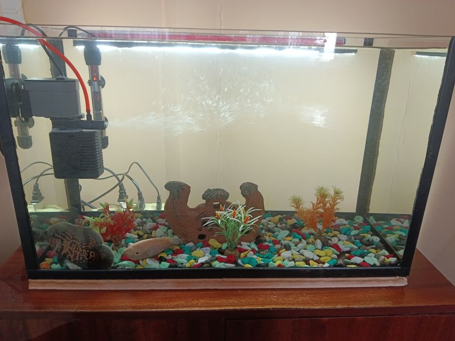 Avstranatuslar oq va qora   bor