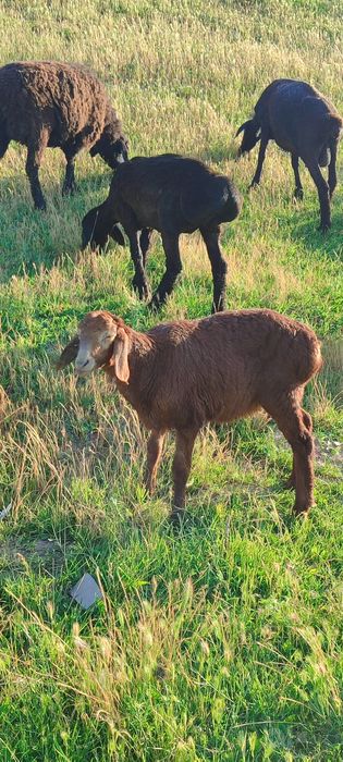 yetuk boğoz qoy va yosh urğochi qozila sotiladi