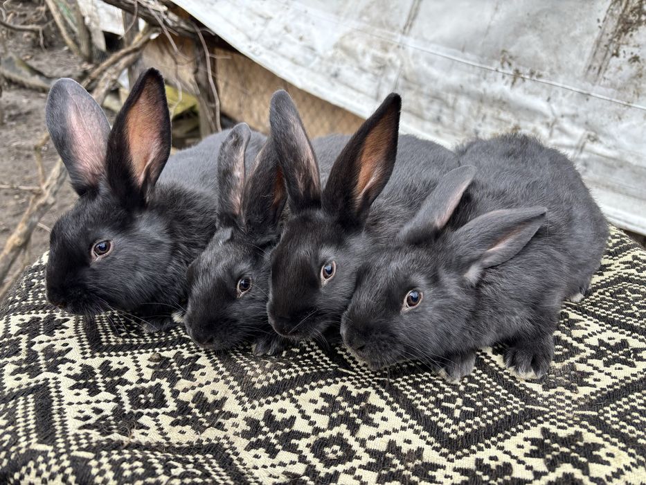 Tineret iepuri hycole francez!