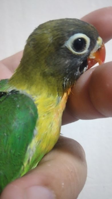 Ручной попугай неразлучник