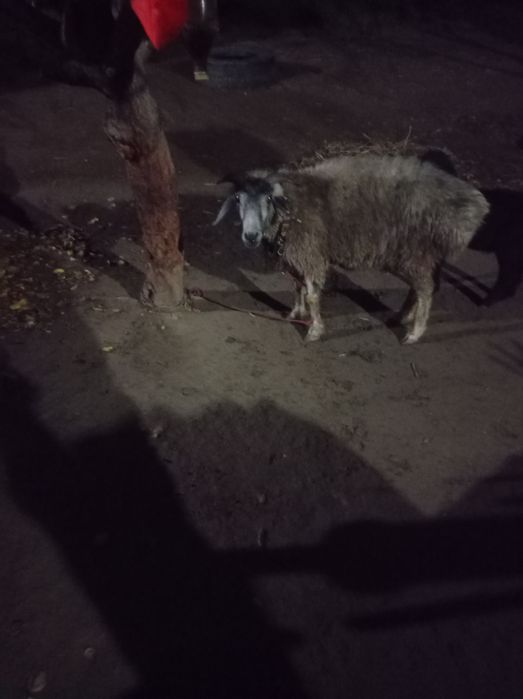 Она бола куй сотилади срочно