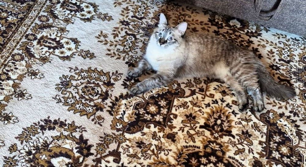Котята Шотландца и Балинизийской сиамской кошки