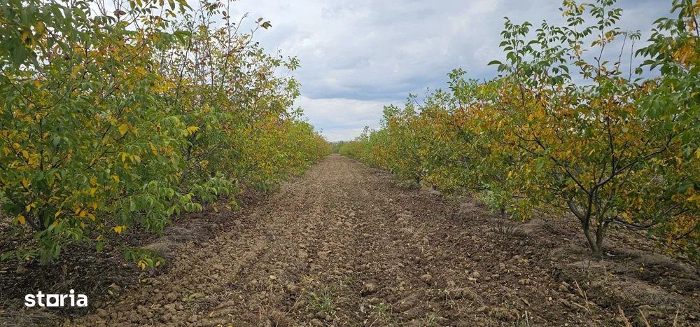 Plantatie de nuci pe rod, 14 ha, 2.000 pomi, zona Bucov