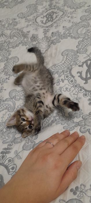 Отдам котят в добрые руки